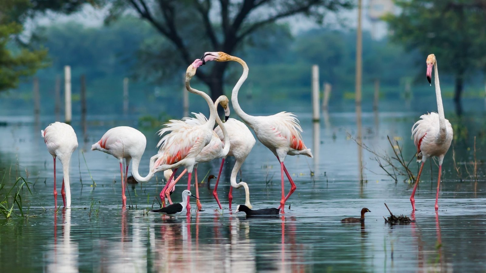 bharatpur national park