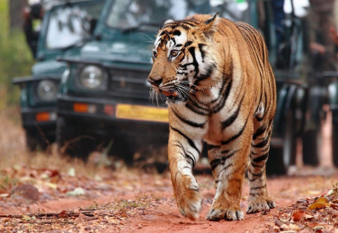 Jaipur Ranthambore Same Day Tour