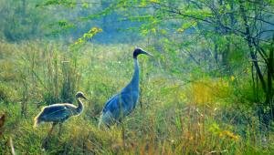 Keoladeo Bird Sanctuary